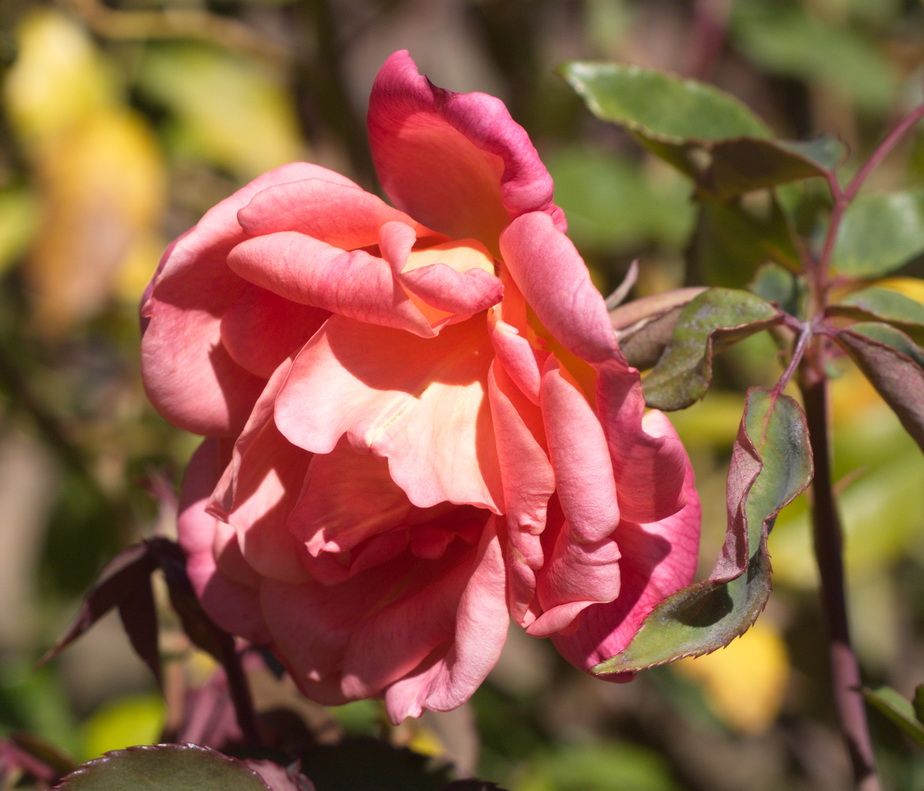  photo ComtesseDeCayla_zps5b2d947d.jpg